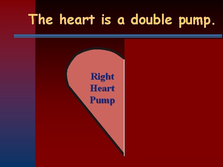 The heart is a double pump. Right Heart Pump Left Heart Pump 