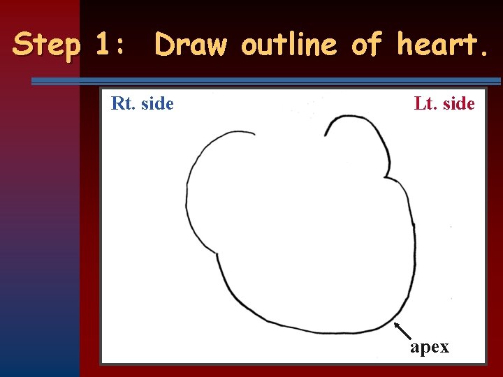 Step 1: Draw outline of heart. Rt. side Lt. side apex 