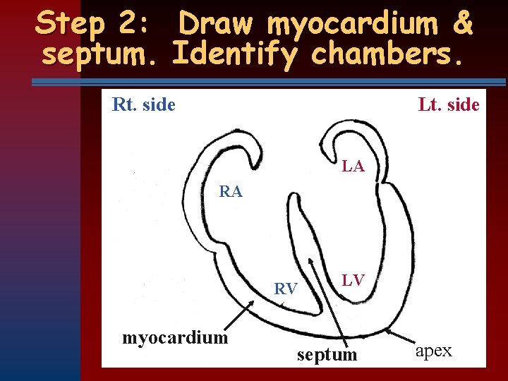 Step 2: Draw myocardium & septum. Identify chambers. Rt. side LA RA RV myocardium