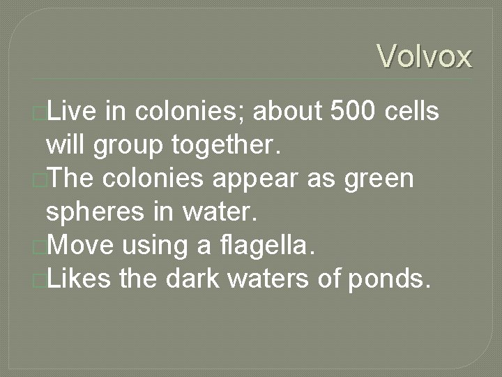 Volvox �Live in colonies; about 500 cells will group together. �The colonies appear as
