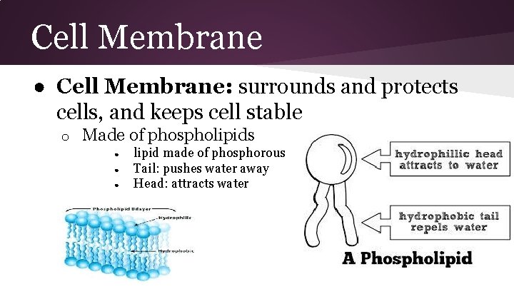 Cell Membrane ● Cell Membrane: surrounds and protects cells, and keeps cell stable o