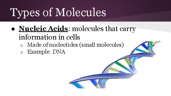Types of Molecules ● Nucleic Acids: molecules that carry information in cells o o