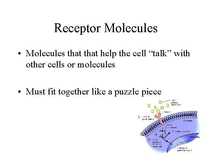 Receptor Molecules • Molecules that help the cell “talk” with other cells or molecules