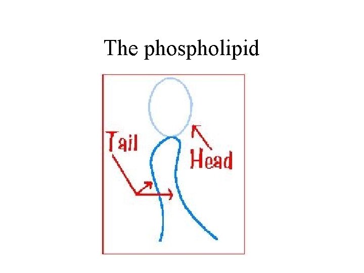 The phospholipid 