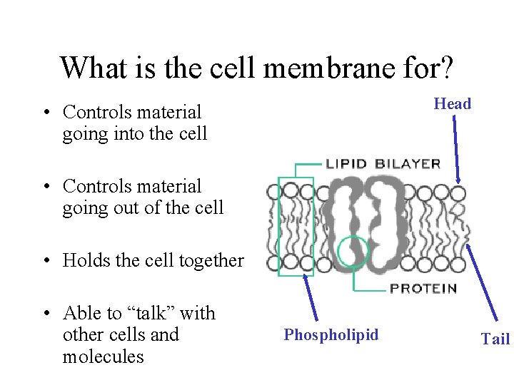 What is the cell membrane for? Head • Controls material going into the cell