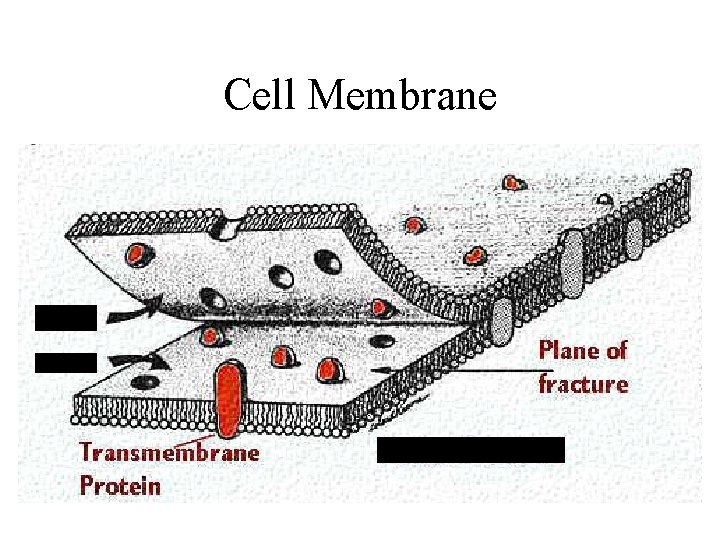 Cell Membrane 