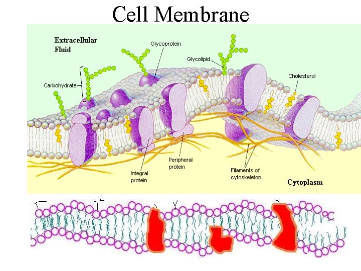 Cell Membrane 