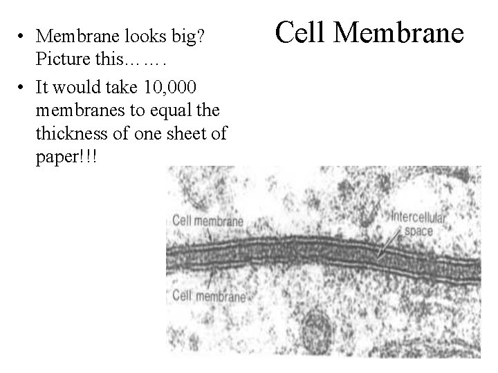  • Membrane looks big? Picture this……. • It would take 10, 000 membranes