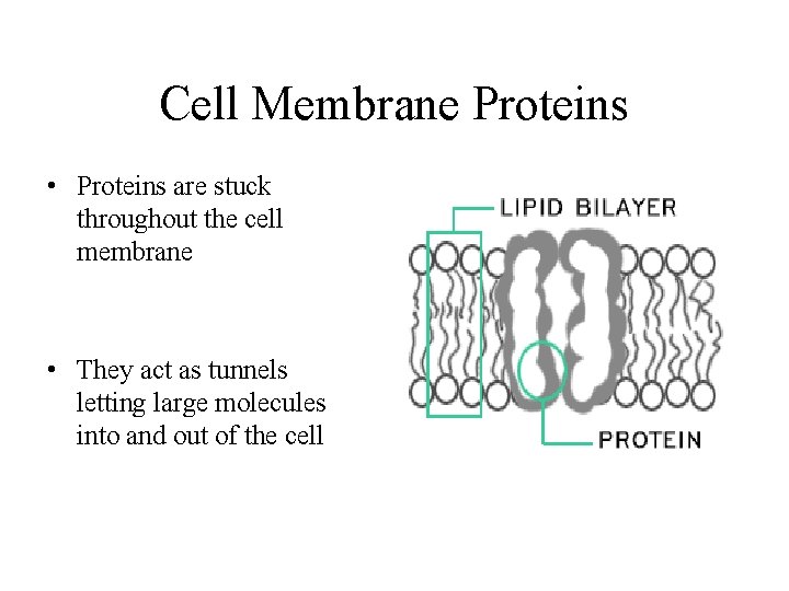 Cell Membrane Proteins • Proteins are stuck throughout the cell membrane • They act