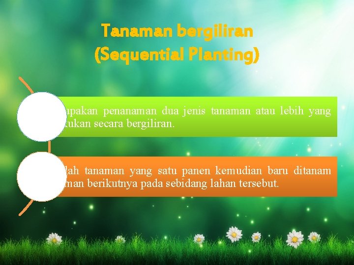 Tanaman bergiliran (Sequential Planting) Merupakan penanaman dua jenis tanaman atau lebih yang dilakukan secara