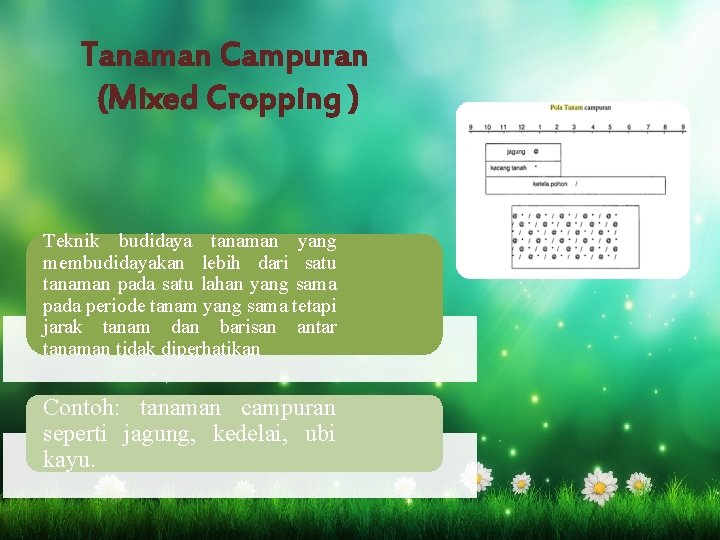 Tanaman Campuran (Mixed Cropping ) Teknik budidaya tanaman yang membudidayakan lebih dari satu tanaman