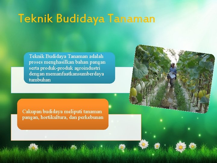 Teknik Budidaya Tanaman adalah proses menghasilkan bahan pangan serta produk-produk agroindustri dengan memanfaatkansumberdaya tumbuhan