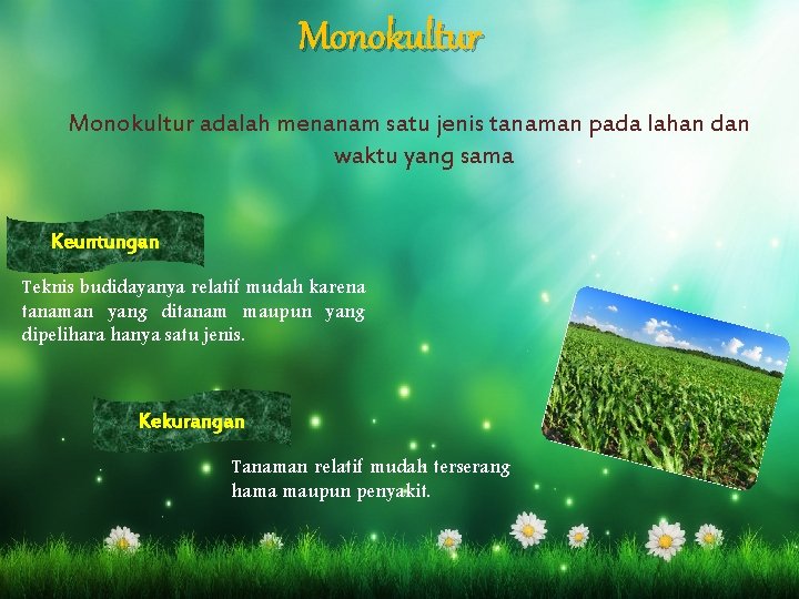 Monokultur adalah menanam satu jenis tanaman pada lahan dan waktu yang sama Keuntungan Teknis