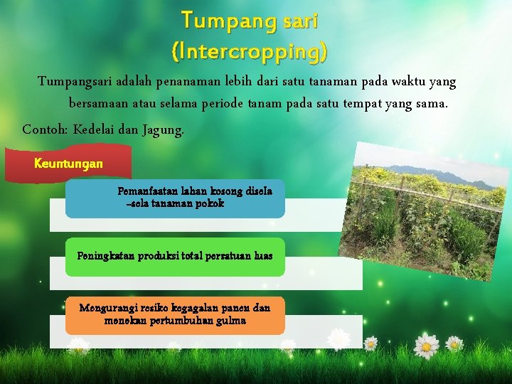 Tumpang sari (Intercropping) Tumpangsari adalah penanaman lebih dari satu tanaman pada waktu yang bersamaan