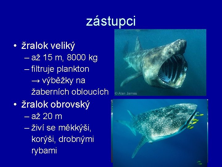 zástupci • žralok veliký – až 15 m, 8000 kg – filtruje plankton →