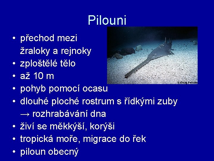 Pilouni • přechod mezi žraloky a rejnoky • zploštělé tělo • až 10 m
