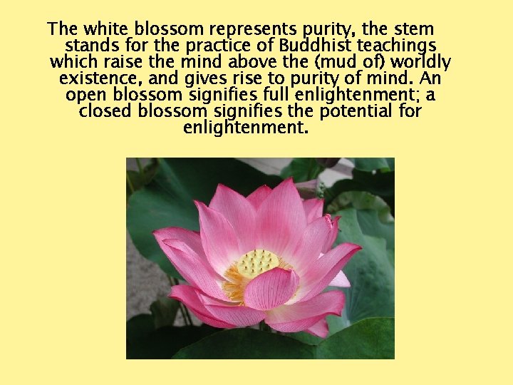 The white blossom represents purity, the stem stands for the practice of Buddhist teachings