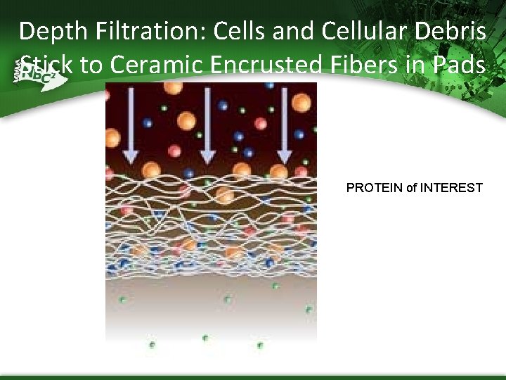 Depth Filtration: Cells and Cellular Debris Stick to Ceramic Encrusted Fibers in Pads PROTEIN Depth Filtration: Cells and Cellular Debris Stick to Ceramic Encrusted Fibers in Pads PROTEIN