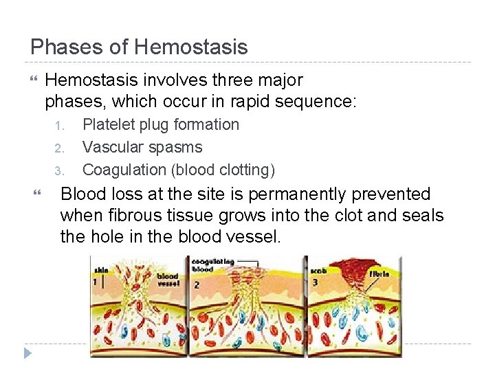 Phases of Hemostasis involves three major phases, which occur in rapid sequence: 1. 2.