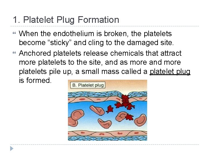 1. Platelet Plug Formation When the endothelium is broken, the platelets become “sticky” and