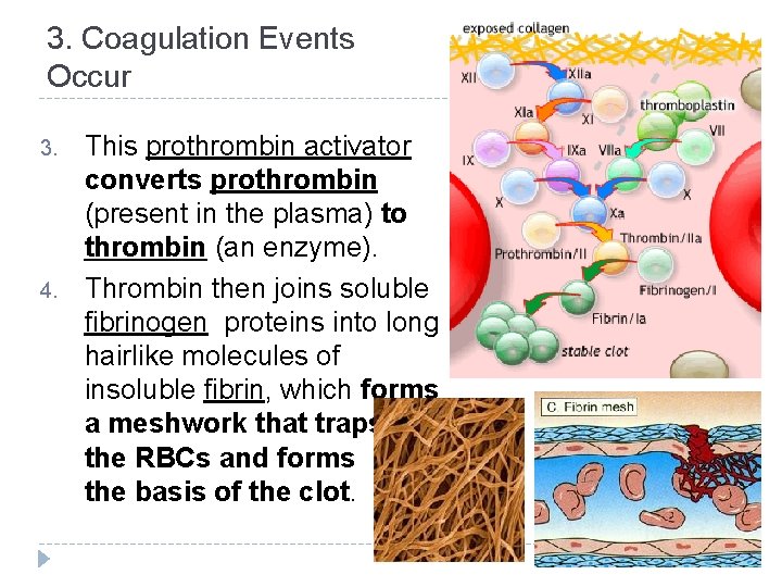 3. Coagulation Events Occur 3. 4. This prothrombin activator converts prothrombin (present in the