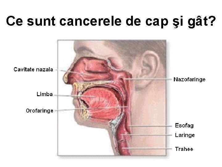 Ce sunt cancerele de cap şi gât? 