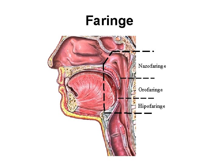 Faringe Nazofaringe Orofaringe © 2004 A. D. A. M. , Inc. Hipofaringe 