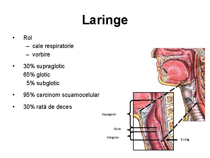 Laringe • Rol – cale respiratorie – vorbire • 30% supraglotic 65% glotic 5%