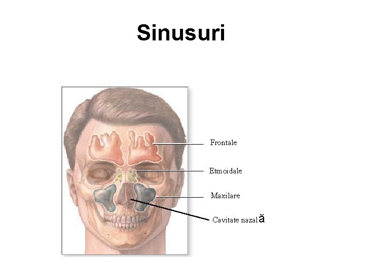 Sinusuri Frontale Etmoidale © 2004 A. D. A. M. , Inc. Maxilare Cavitate nazală