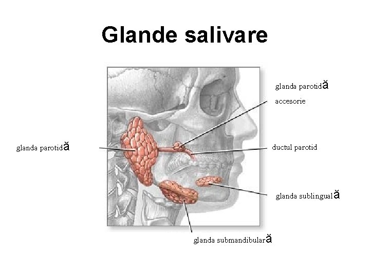 Glande salivare glanda parotidă accesorie ductul parotid glanda parotidă glanda sublinguală © 2004 A.