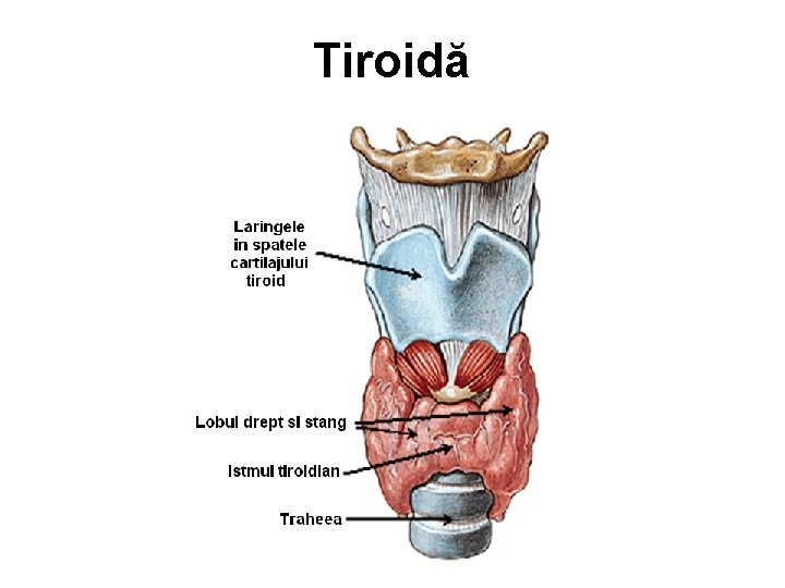 Tiroidă 