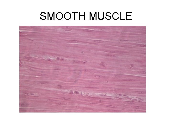 SMOOTH MUSCLE 