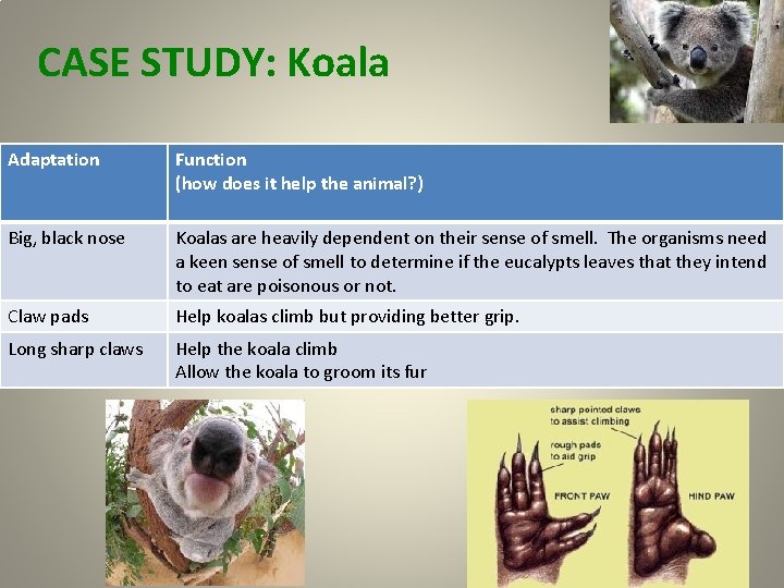 CASE STUDY: Koala Adaptation Function (how does it help the animal? ) Big, black