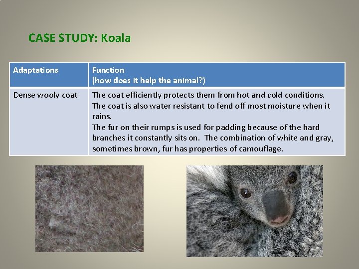 CASE STUDY: Koala Adaptations Function (how does it help the animal? ) Dense wooly