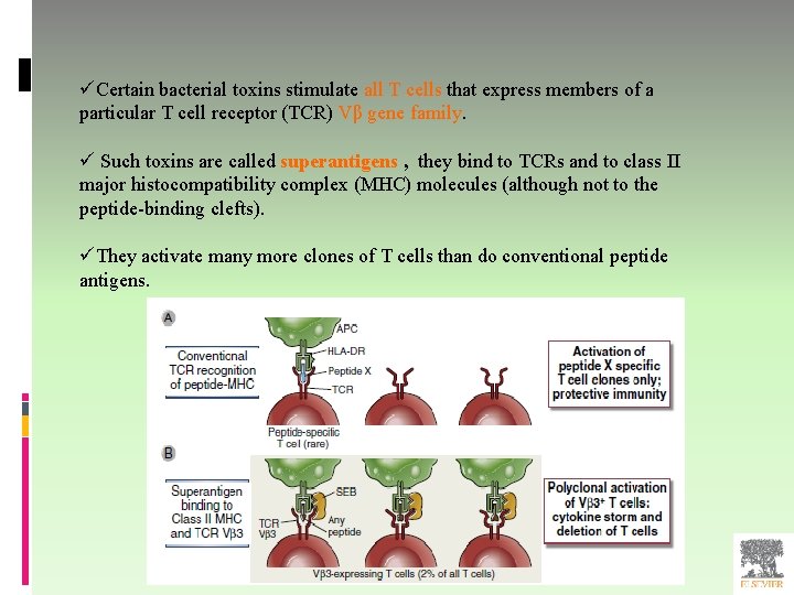 üCertain bacterial toxins stimulate all T cells that express members of a particular T