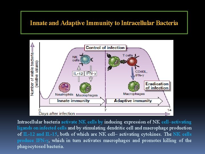 Innate and Adaptive Immunity to Intracellular Bacteria Intracellular bacteria activate NK cells by inducing