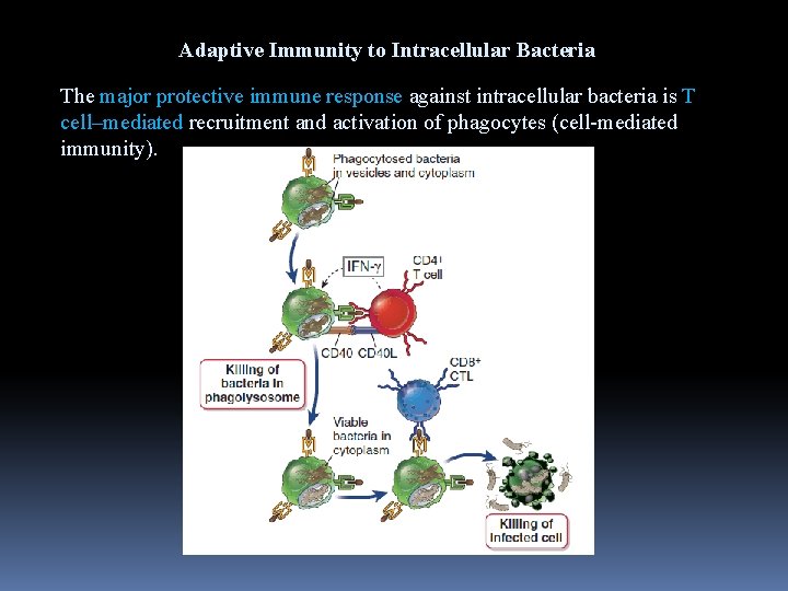 Adaptive Immunity to Intracellular Bacteria The major protective immune response against intracellular bacteria is