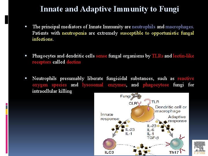 Innate and Adaptive Immunity to Fungi The principal mediators of Innate Immunity are neutrophils