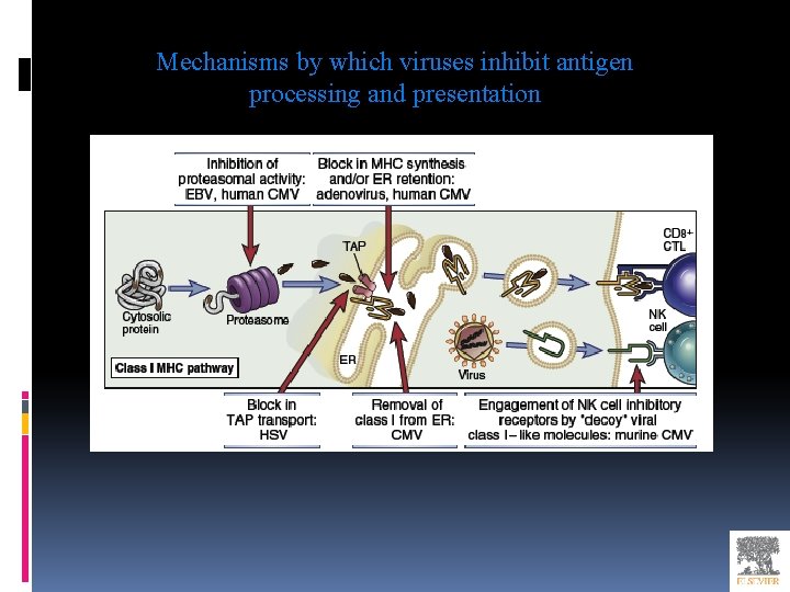 Mechanisms by which viruses inhibit antigen processing and presentation 