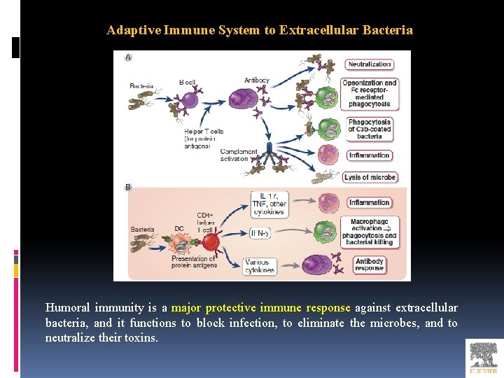 Adaptive Immune System to Extracellular Bacteria Humoral immunity is a major protective immune response