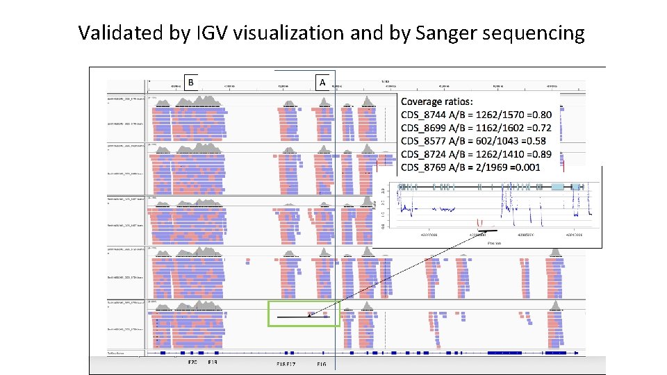 Validated by IGV visualization and by Sanger sequencing 