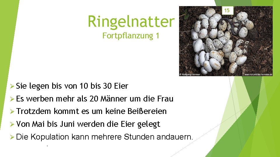 Ringelnatter Fortpflanzung 1 Ø Sie Ø Es legen bis von 10 bis 30 Eier