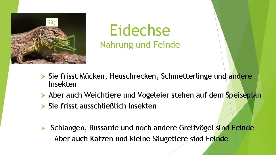 23) Eidechse Nahrung und Feinde Sie frisst Mücken, Heuschrecken, Schmetterlinge und andere Insekten Ø