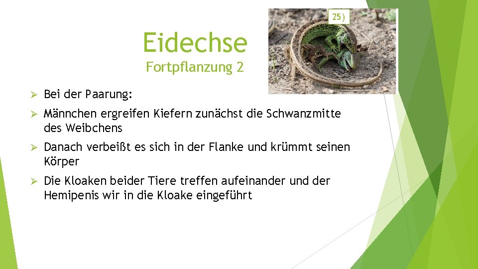 25) Eidechse Fortpflanzung 2 Ø Bei der Paarung: Ø Männchen ergreifen Kiefern zunächst die