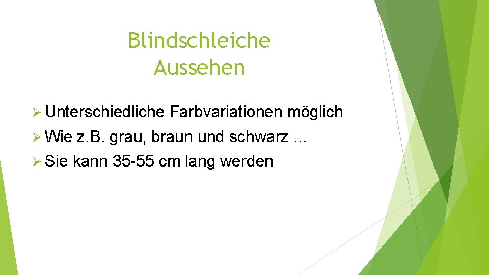 Blindschleiche Aussehen Ø Unterschiedliche Ø Wie Ø Sie Farbvariationen möglich z. B. grau, braun