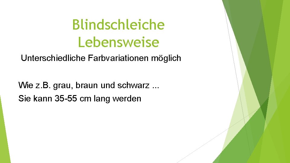 Blindschleiche Lebensweise Unterschiedliche Farbvariationen möglich Wie z. B. grau, braun und schwarz. . .