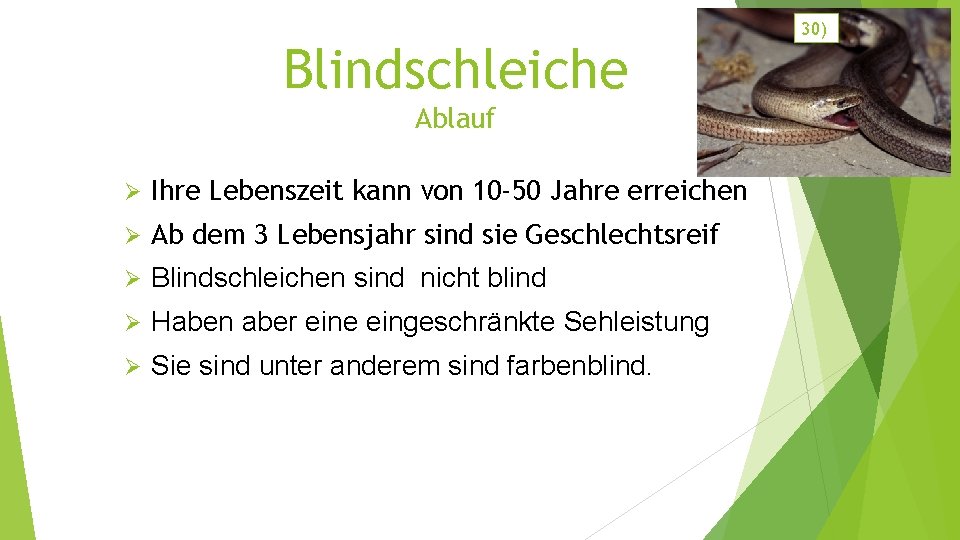 Blindschleiche Ablauf Ø Ihre Lebenszeit kann von 10 -50 Jahre erreichen Ø Ab dem