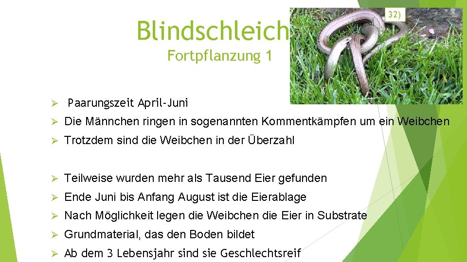 Blindschleiche 32) Fortpflanzung 1 Ø Paarungszeit April-Juni Ø Die Männchen ringen in sogenannten Kommentkämpfen