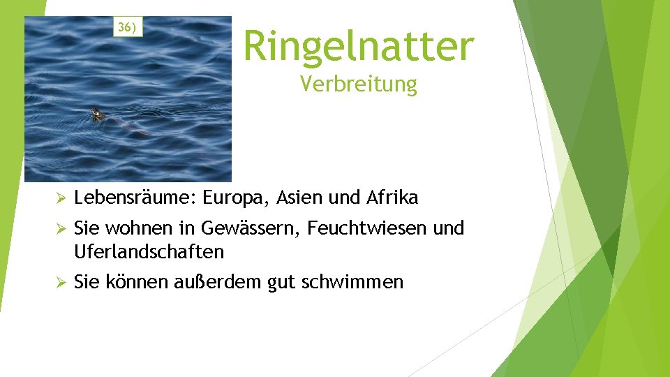 36) Ringelnatter Verbreitung Ø Lebensräume: Europa, Asien und Afrika Ø Sie wohnen in Gewässern,