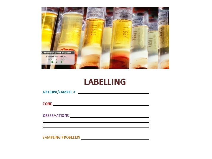 LABELLING GROUP#/SAMPLE # ZONE OBSERVATIONS SAMPLING PROBLEMS 